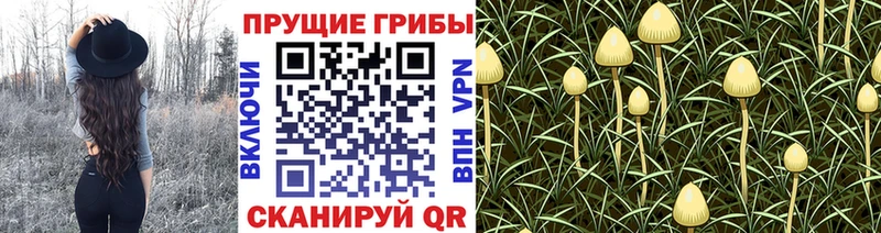 нарко площадка официальный сайт  blacksprut ССЫЛКА  Дудинка  цены наркотик  Псилоцибиновые грибы прущие грибы 